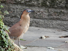Gorsachius melanolophus