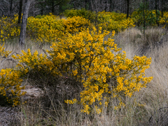 Acacia triptera