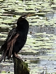 Anhinga novaehollandiae