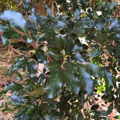 Toechima tenax