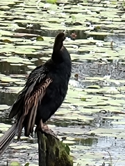 Anhinga novaehollandiae