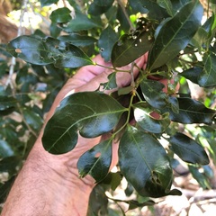 Toechima tenax