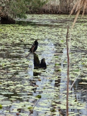 Anhinga novaehollandiae