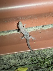 Hemidactylus parvimaculatus