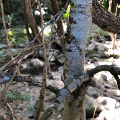 Toechima tenax