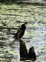 Anhinga novaehollandiae