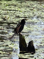 Anhinga novaehollandiae