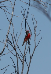 Epthianura tricolor
