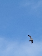 Laridae