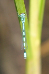 Coenagrion hastulatum