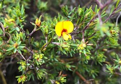 Pultenaea laxiflora
