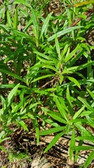 Senecio linearifolius