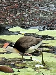 Irediparra gallinacea