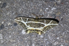 Mesastrape fulguraria