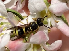 Ancistrocerus