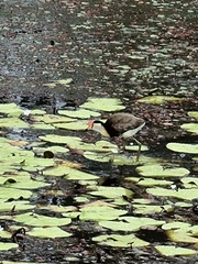 Irediparra gallinacea