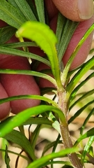 Senecio linearifolius