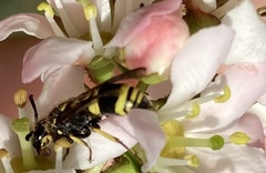 Ancistrocerus