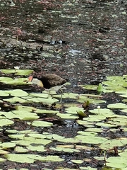 Irediparra gallinacea