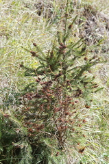 Adelges abietis