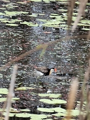 Irediparra gallinacea