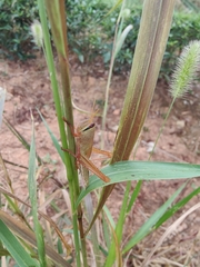 Cyrtacanthacridini