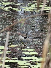 Irediparra gallinacea