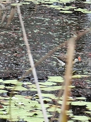 Irediparra gallinacea