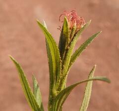 Acalypha caperonioides
