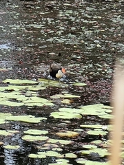 Irediparra gallinacea