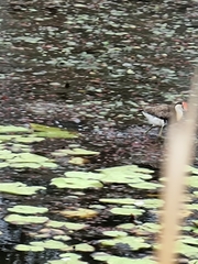 Irediparra gallinacea