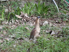 Gorsachius melanolophus