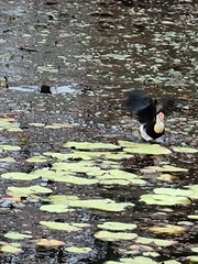 Irediparra gallinacea