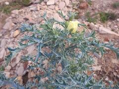 Argemone mexicana