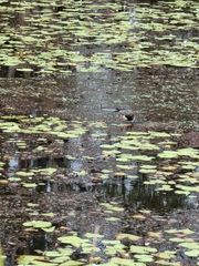 Irediparra gallinacea