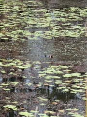 Irediparra gallinacea