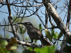 Campylorhynchus yucatanicus