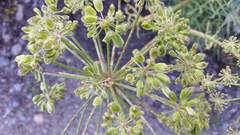Angelica lineariloba