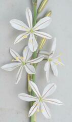 Chlorophytum fasciculatum