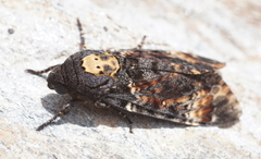 Acherontia atropos