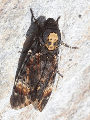 Acherontia atropos
