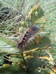 Acronicta auricoma