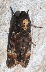 Acherontia atropos