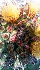 Ferocactus herrerae