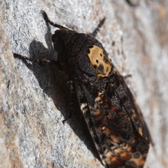 Acherontia atropos