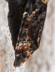 Acherontia atropos