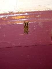 Ctenoplusia oxygramma