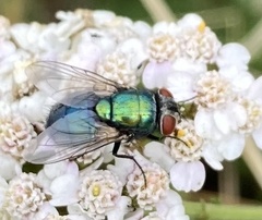 Lucilia sericata