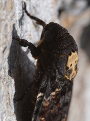 Acherontia atropos