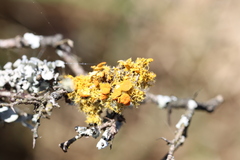 Teloschistes chrysophthalmus